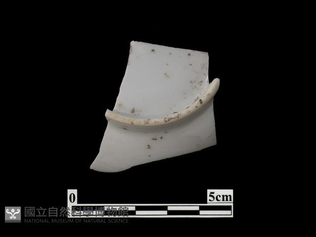 帶紋飾瓷片藏品圖，第1張