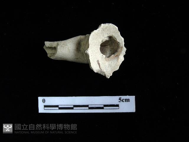壺嘴藏品圖，第1張