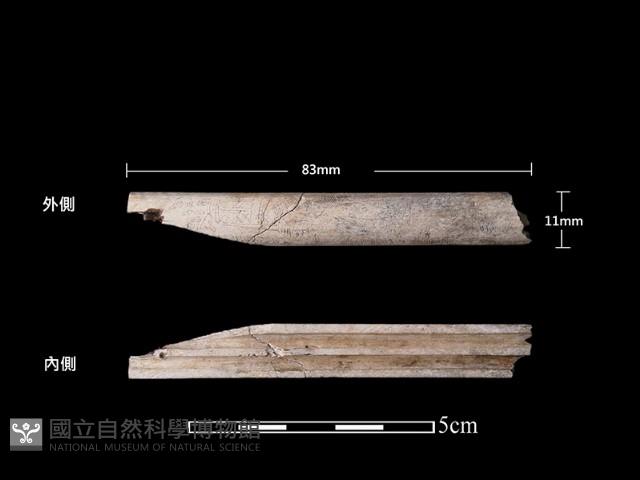 骨煙嘴藏品圖，第1張