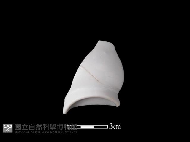 帶紋飾瓷片藏品圖，第1張