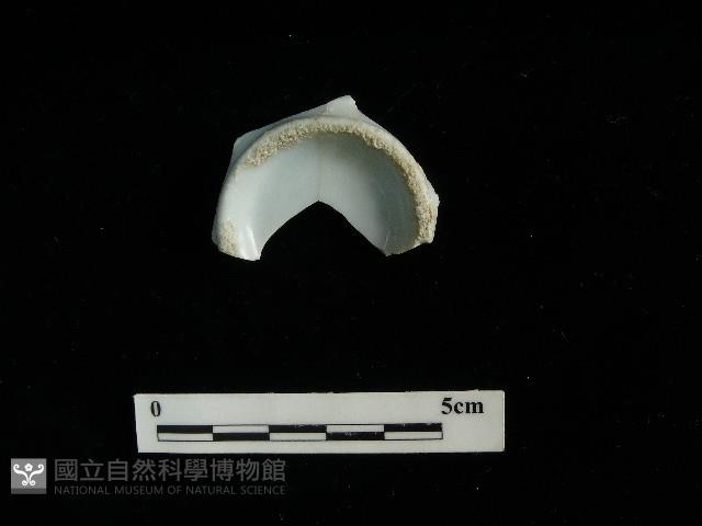 瓷杯藏品圖，第1張