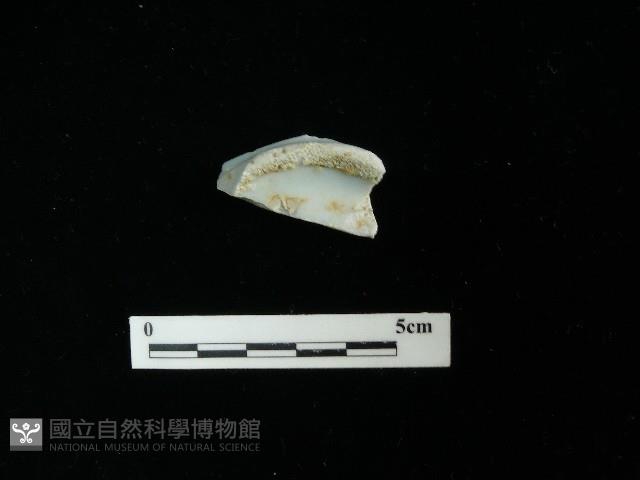 瓷片藏品圖，第1張