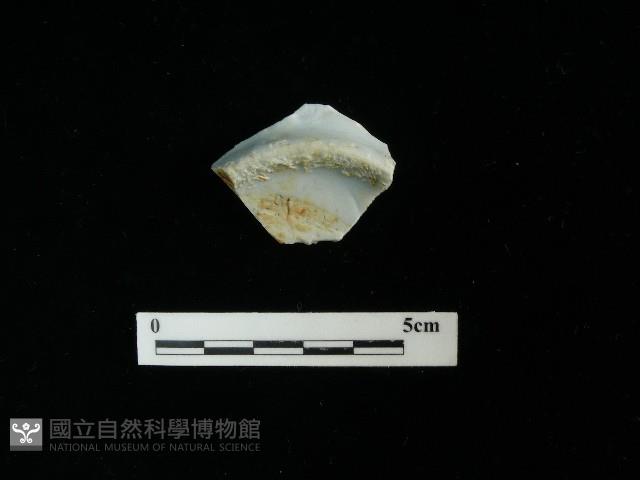 瓷片藏品圖，第2張