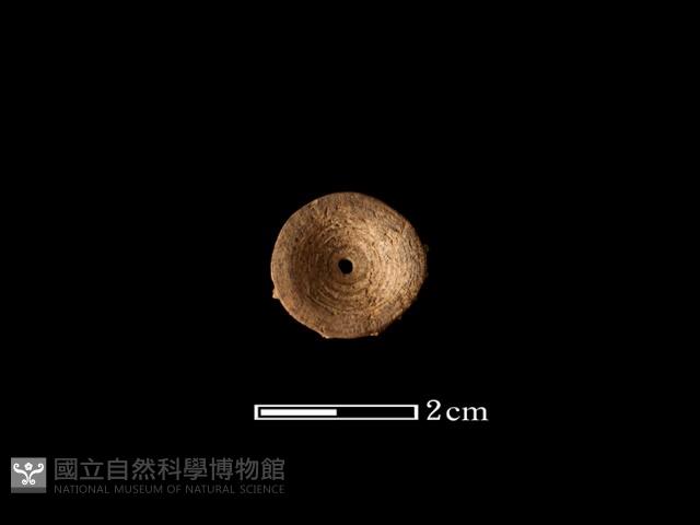 魚骨珠藏品圖，第2張