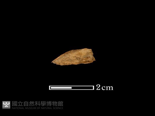 魚骨藏品圖，第1張