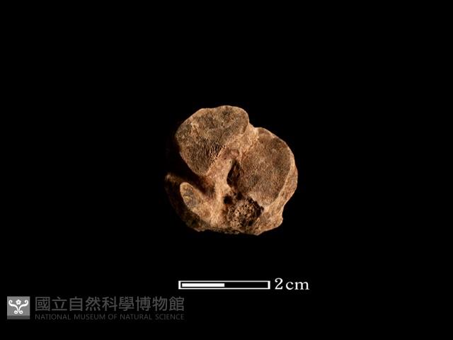 鹿骨藏品圖，第1張