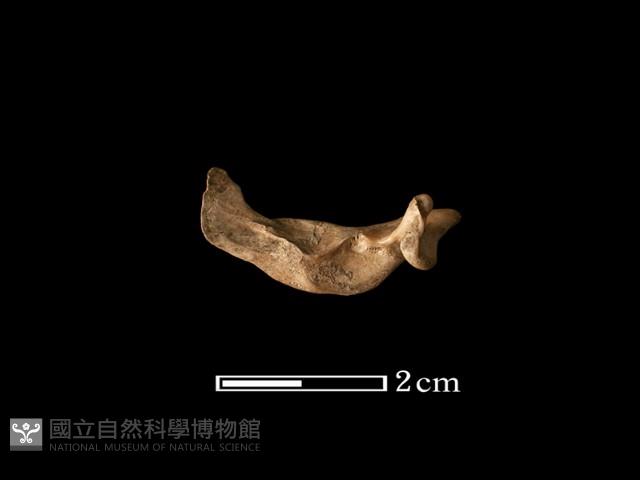 魚骨藏品圖，第1張