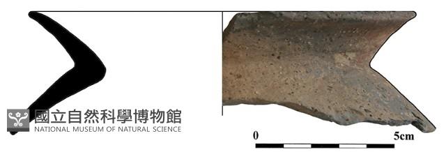 陶片藏品圖，第2張