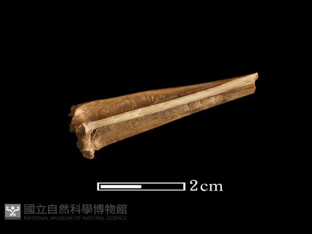 魚骨藏品圖，第2張