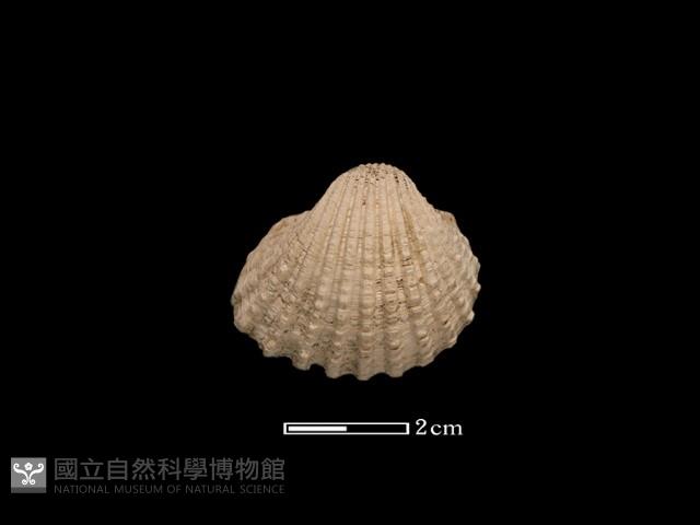 血蚶藏品圖，第2張