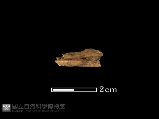 魚骨藏品圖，第1張