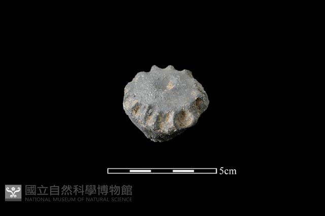 陶蓋鈕藏品圖，第1張