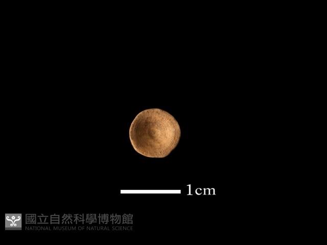 魚骨珠藏品圖，第1張