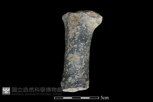 獸足藏品圖，第2張