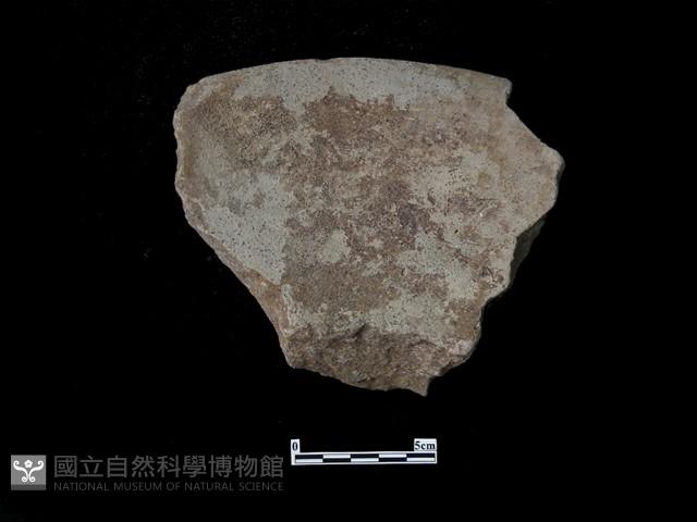 陶片藏品圖，第2張