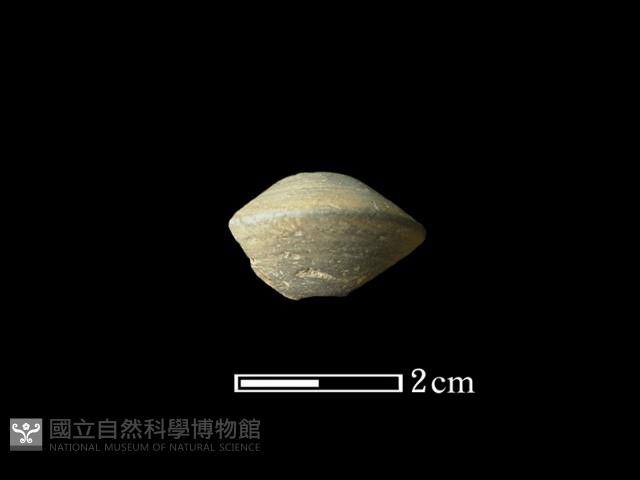 紡輪藏品圖，第1張