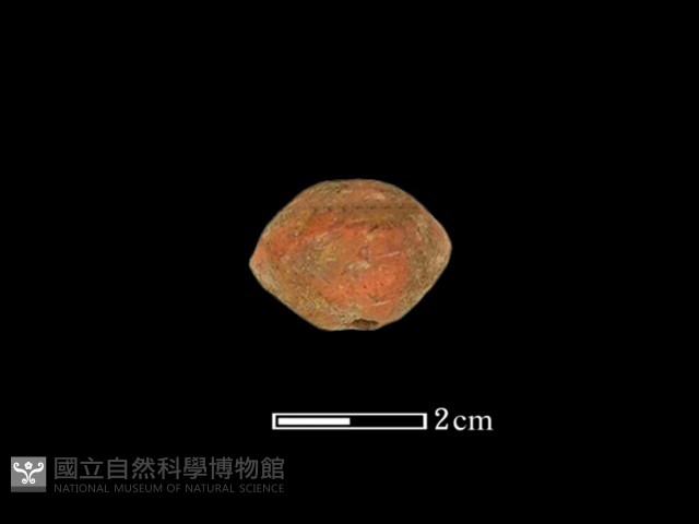 紡輪藏品圖，第1張