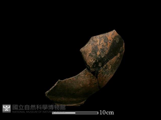 豆形器藏品圖，第2張