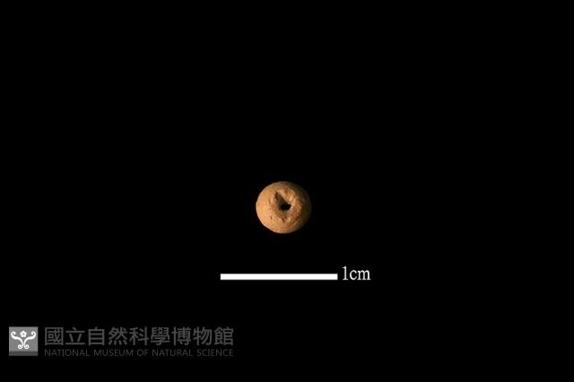 陶珠藏品圖，第2張