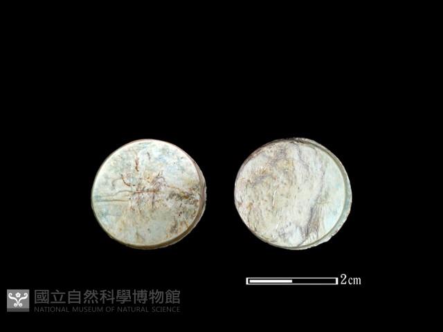環核藏品圖，第1張