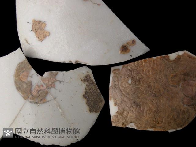 帶紋飾瓷片藏品圖，第2張