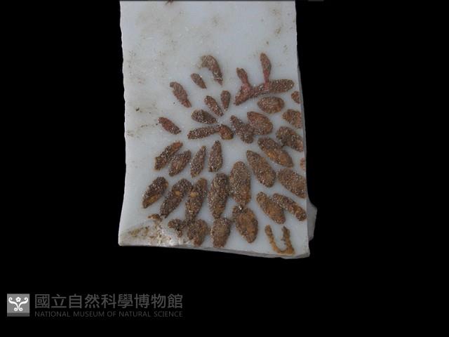 帶紋飾瓷片藏品圖，第1張