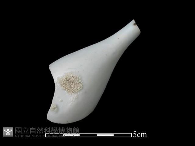 湯匙藏品圖，第1張