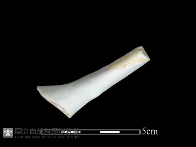 湯匙藏品圖，第2張