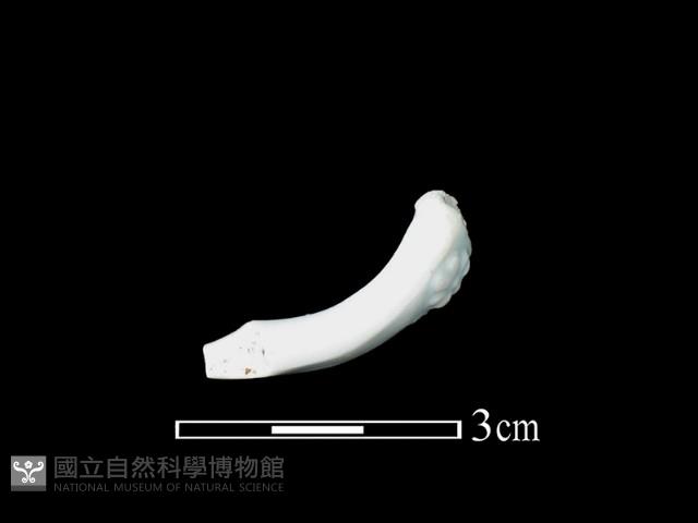 湯匙藏品圖，第2張