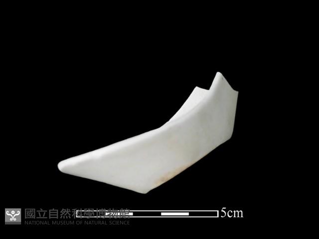 湯匙藏品圖，第2張