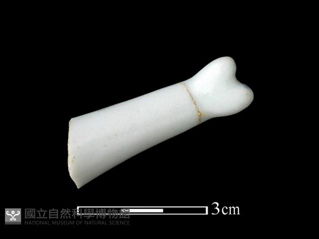 湯匙藏品圖，第2張