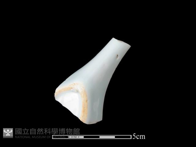 湯匙藏品圖，第1張