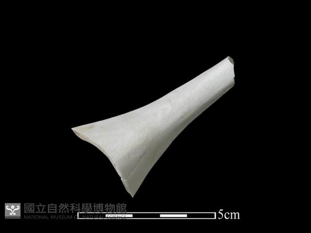 湯匙藏品圖，第2張