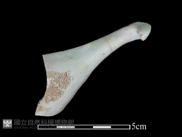 湯匙藏品圖，第1張