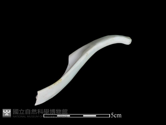 湯匙藏品圖，第1張