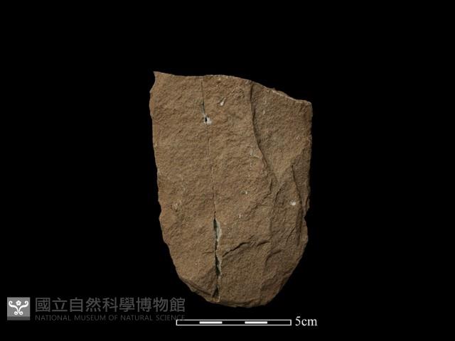 Accession Number:TPCN1-581 Collection Image, Figure 2, Total 2 Figures