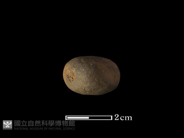 紡輪藏品圖，第1張