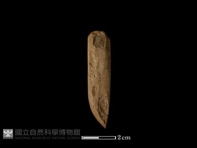 錛鑿形器藏品圖，第2張
