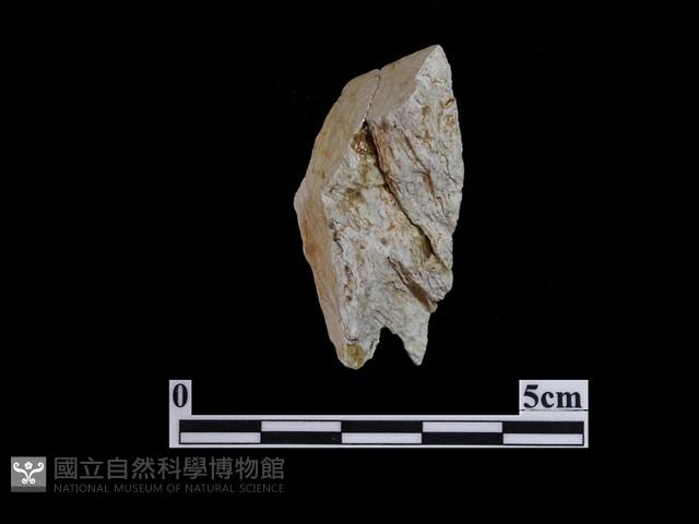 錛鑿形器藏品圖，第2張