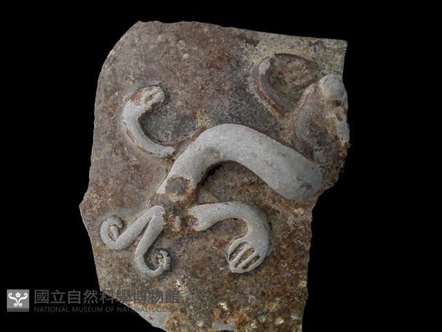 缸蓋藏品圖，第2張