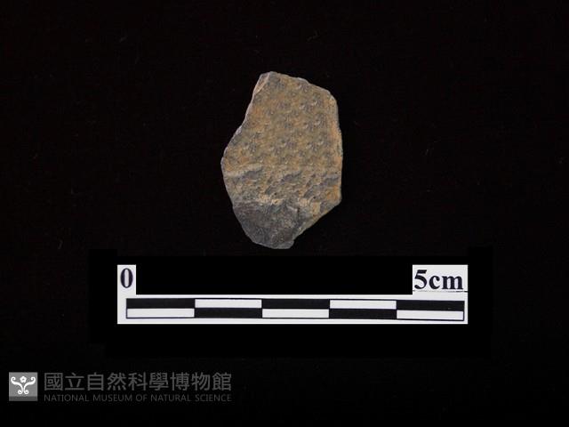 磨製有刃石器藏品圖，第2張