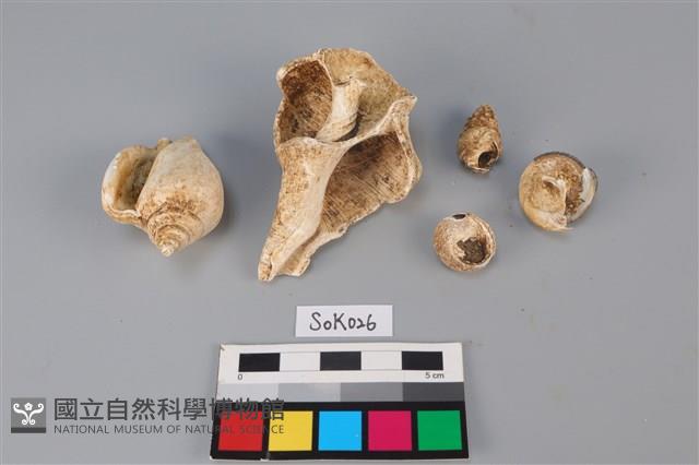 貝殼藏品圖，第2張