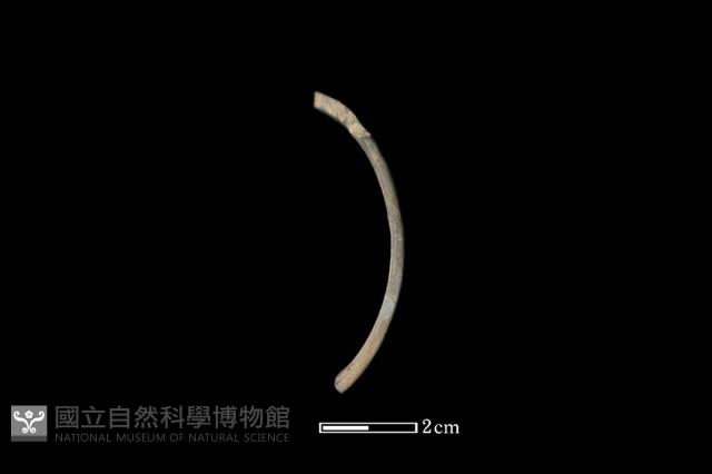 陶片藏品圖，第5張