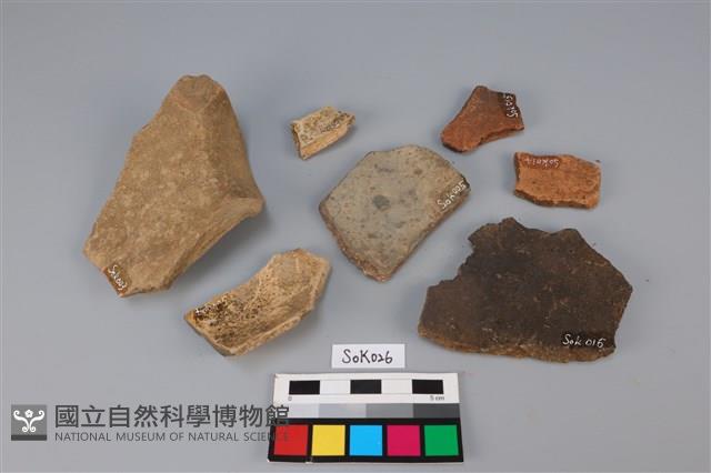 貝殼藏品圖，第4張
