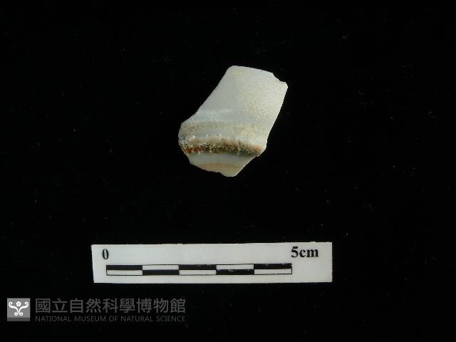 瓷杯藏品圖，第2張