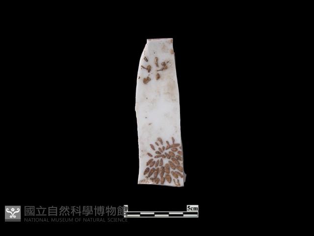 帶紋飾瓷片藏品圖，第2張