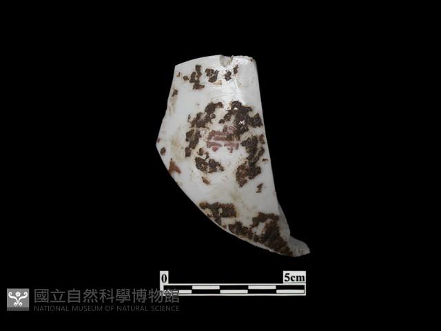 帶紋飾瓷片藏品圖，第1張