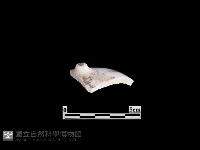 帶紋飾瓷片藏品圖，第1張