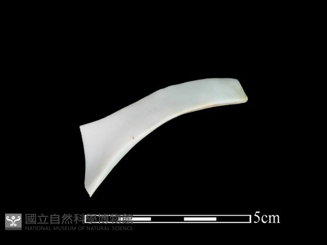 湯匙藏品圖，第1張