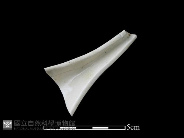 湯匙藏品圖，第1張